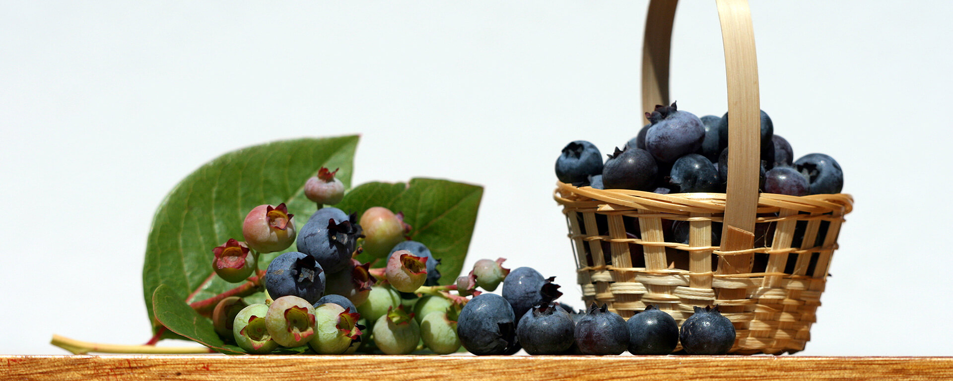 Husmann´s Obstgärten - blue berries